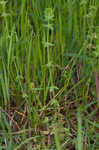 Piedmont bedstraw